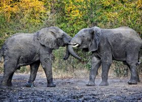 14673791-elephants-fight-in-liwonde-national-park-malawi