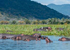 MALAWI - 2016/05/26: A group of Hippopotamus (Hippopotamus amphibius) with babies along the shore of the Shire River in Liwonde National Park, Malawi. (Photo by Wolfgang Kaehler/LightRocket via Getty Images)
